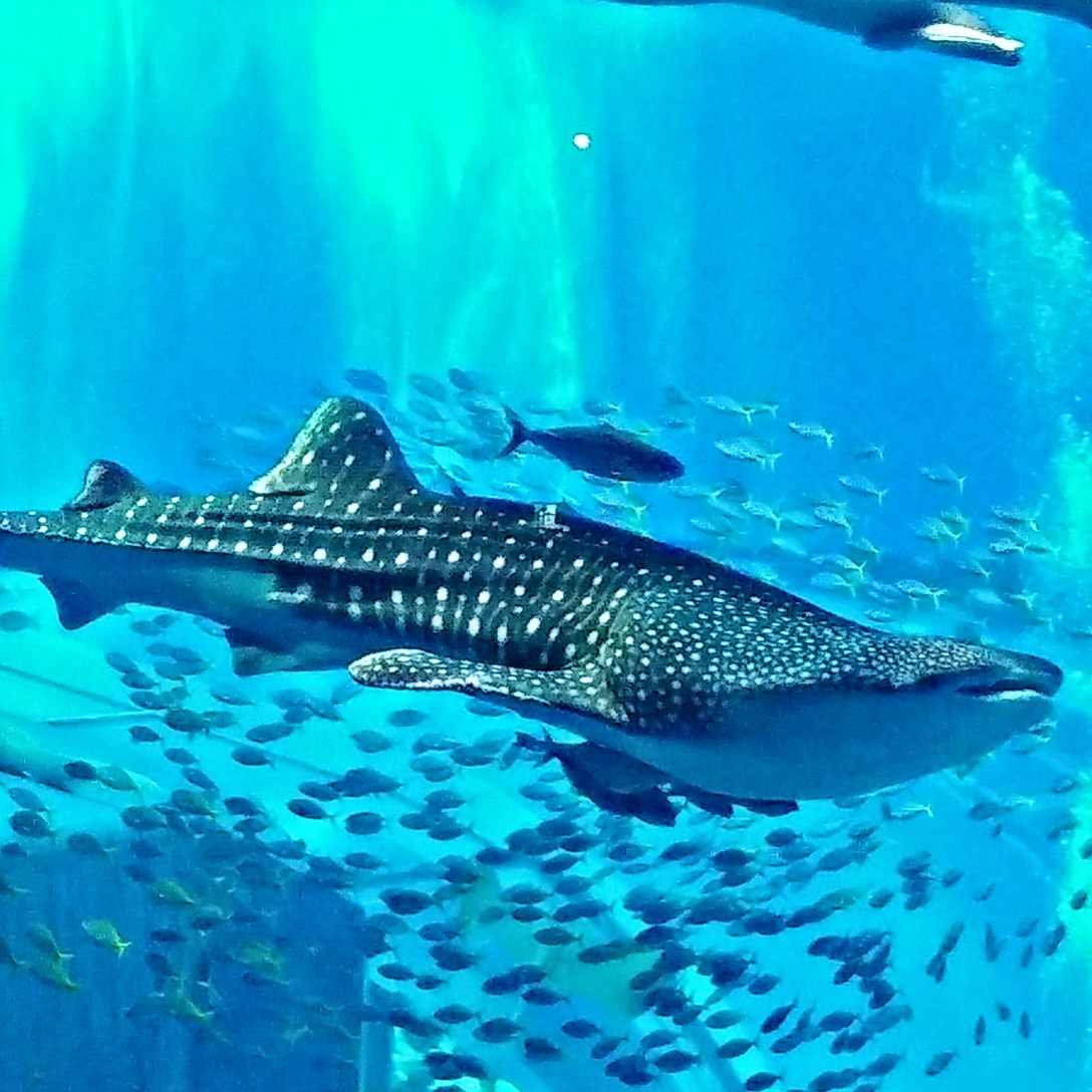 沖縄 part2 美ら海水族館から首里城へ(^_-)-☆